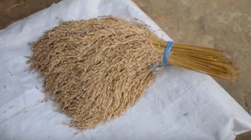 Bundle of harvested rice gathered by farmer.