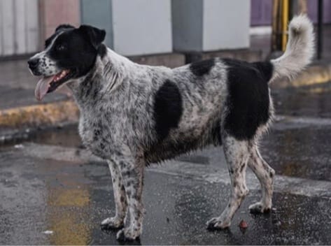 Riot dog El Vaquita in Antofagasta, Chile