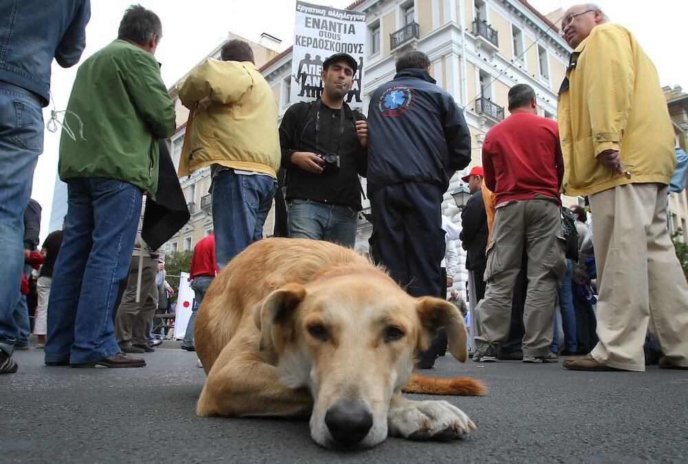 Riot Dogs: El Vaquita, Loukanikos & Others Who Joined Protesters Against Police